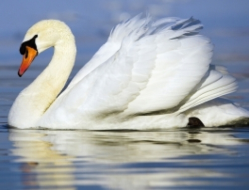 Stop the New York State DEC’S Plan to Eliminate Mute Swans