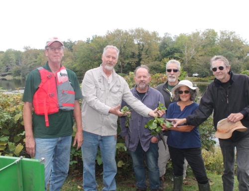 Invasive Plant Removal Project