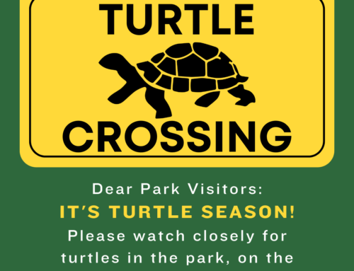 It’s Turtle Season!