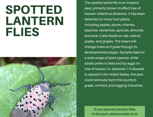 Spotted Lanternfly